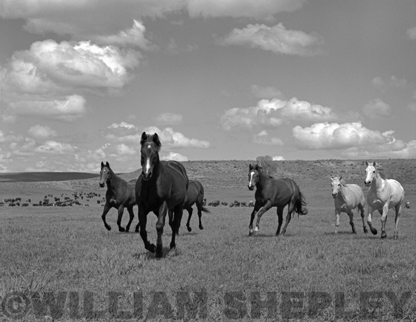 16Three_Creek_Ranch_Idaho_93
